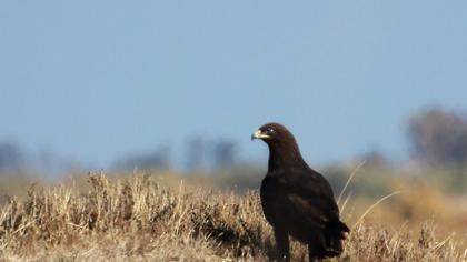Büyük orman kartalı