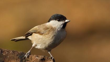 Kayın baştankarası