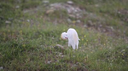Sığır balıkçılı