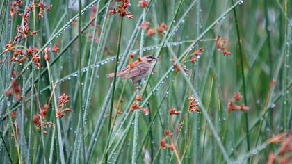 Kındıra kamışçını