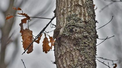 Orman tırmaşıkkuşu