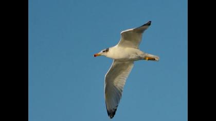 Büyük karabaş martı