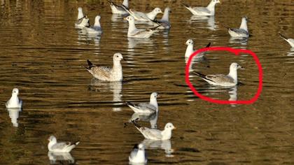 Küçük gümüş martı