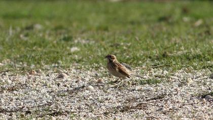 Bataklık Kirazkuşu