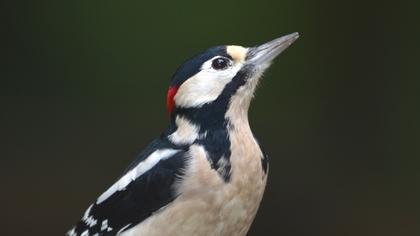 Orman alaca ağaçkakanı