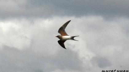 Bataklıkkırlangıcı