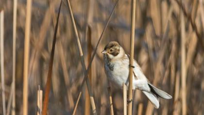 Bataklık Kirazkuşu