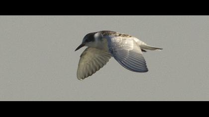 Whiskered Tern