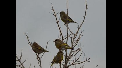 European Greenfinch