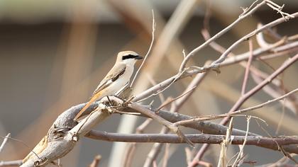 Kızılkuyruklu örümcekkuşu