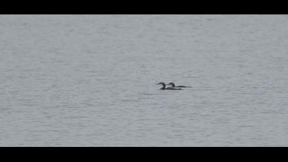 Karagerdanlı dalgıç