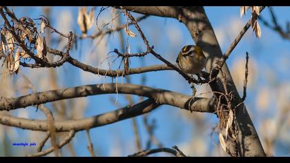 Sürmeli çalıkuşu