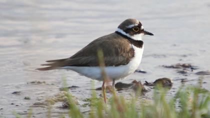 Halkalı küçük cılıbıt