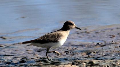 Sarıbacaklı kumkuşu