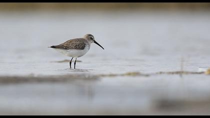 Karakarınlı kumkuşu