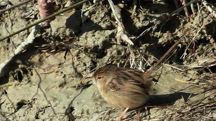 Dikkuyruklu ötleğen