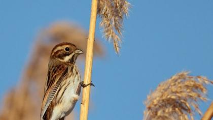 Bataklık Kirazkuşu