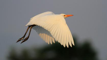 Sığır balıkçılı