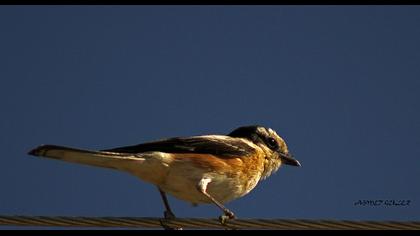 Maskeli örümcekkuşu