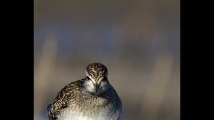 Orman düdükçünü