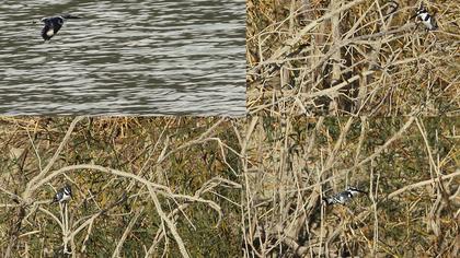 Alaca yalıçapkını