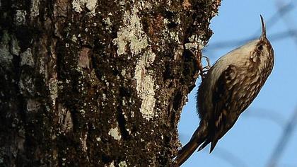Orman tırmaşıkkuşu