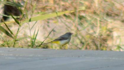 Dağ kuyruksallayanı