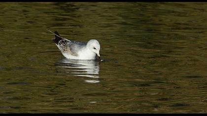 Küçük gümüş martı