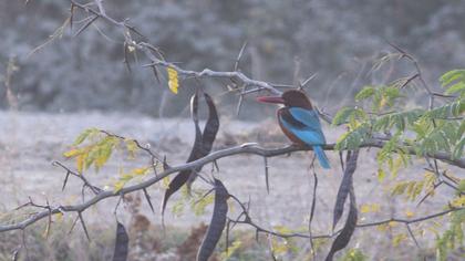 İzmir yalıçapkını