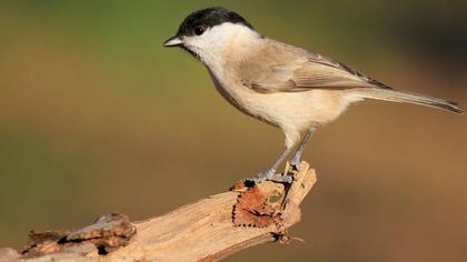 Kayın baştankarası