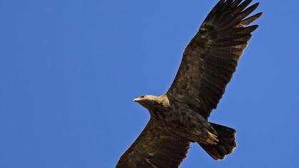 Küçük orman kartalı