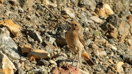 Kızılca kuyrukkakan