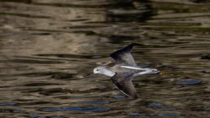 Bataklık düdükçünü