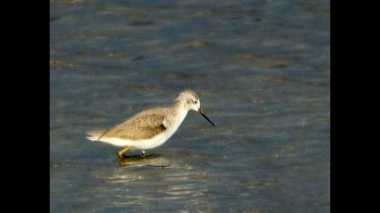 Bataklık düdükçünü