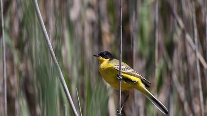 Sarı kuyruksallayan
