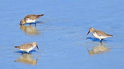 Karakarınlı kumkuşu