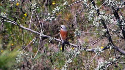 Kızılsırtlı örümcekkuşu