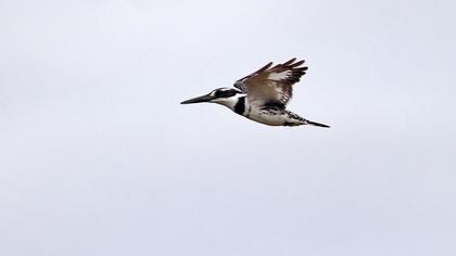 Alaca yalıçapkını