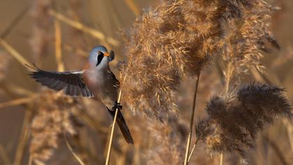 Bıyıklı baştankara