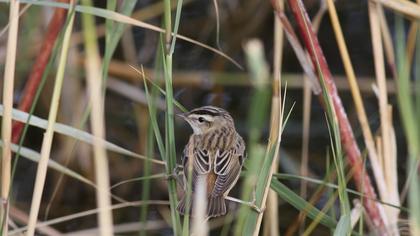 Kındıra kamışçını