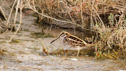 Küçük suçulluğu
