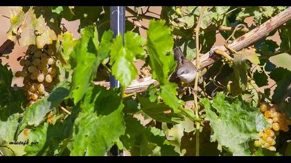 Küçük akgerdanlı ötleğen