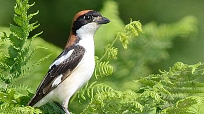 Kızılbaşlı örümcekkuşu