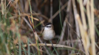 Bıyıklı kamışçın