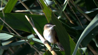 Bıyıklı kamışçın