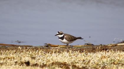 Halkalı küçük cılıbıt
