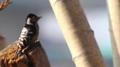 Küçük ağaçkakan