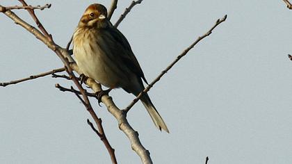 Bataklık Kirazkuşu