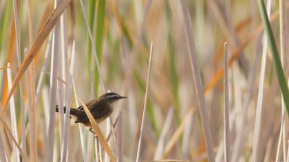 Bıyıklı kamışçın