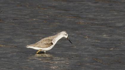 Bataklık düdükçünü